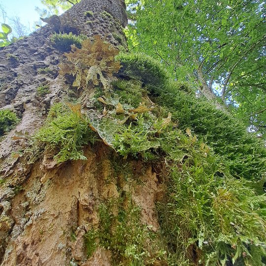 Iliustracija