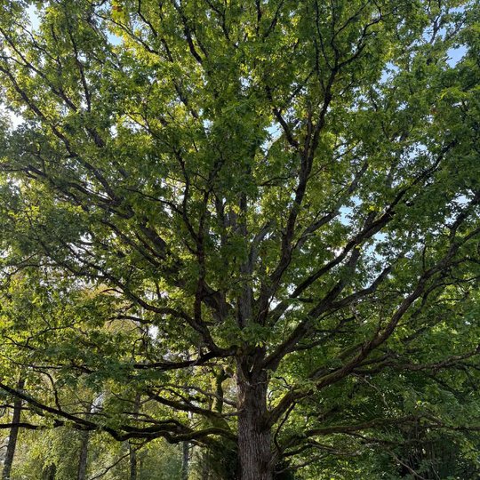 Iliustracija